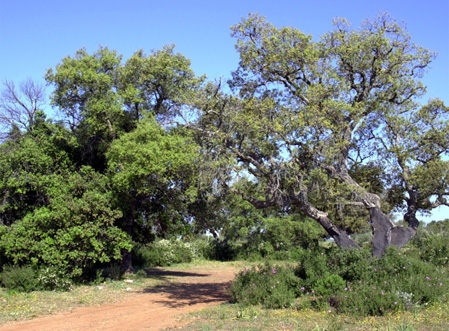 Bosco di Santo Pietro - Premessa