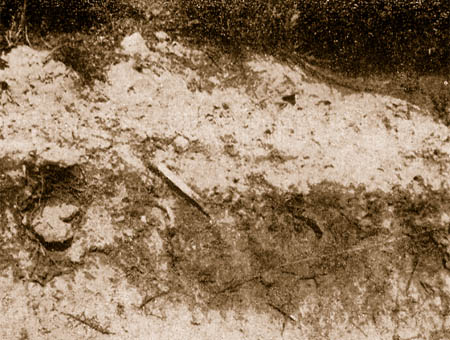 Bosco di Santo Pietro - Suolo